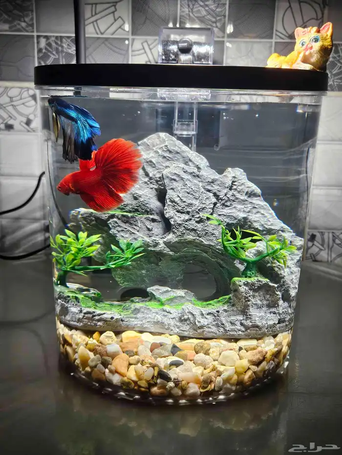 عرض الفايتر بكامل ملحقاته 0