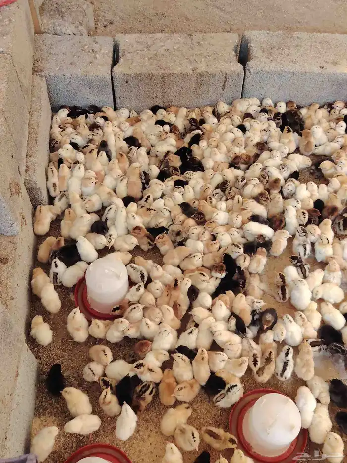 صوص بلدي مكه المكرمه 3