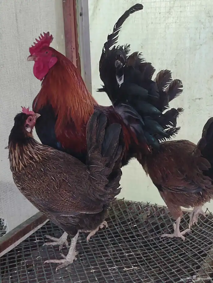 طقم بلدي ترثة فري عشاري 4