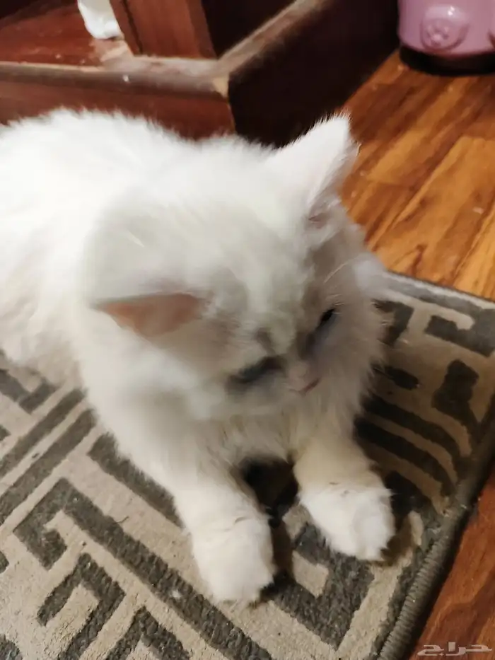 ققط للتبني نظيفه 1