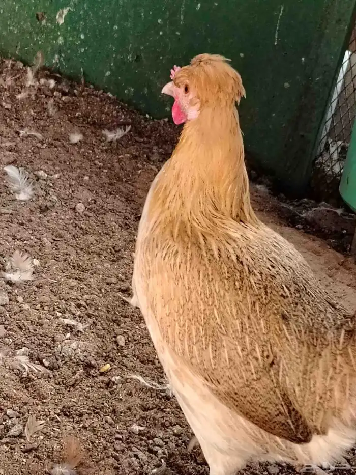 ديك ودجاجة للبيع 8