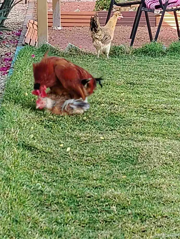 ديك ودجاجة للبيع 3