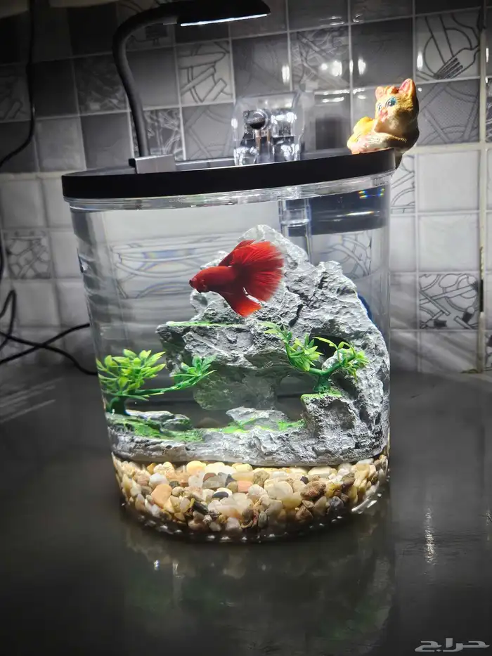 عرض الفايتر بكامل ملحقاته 1