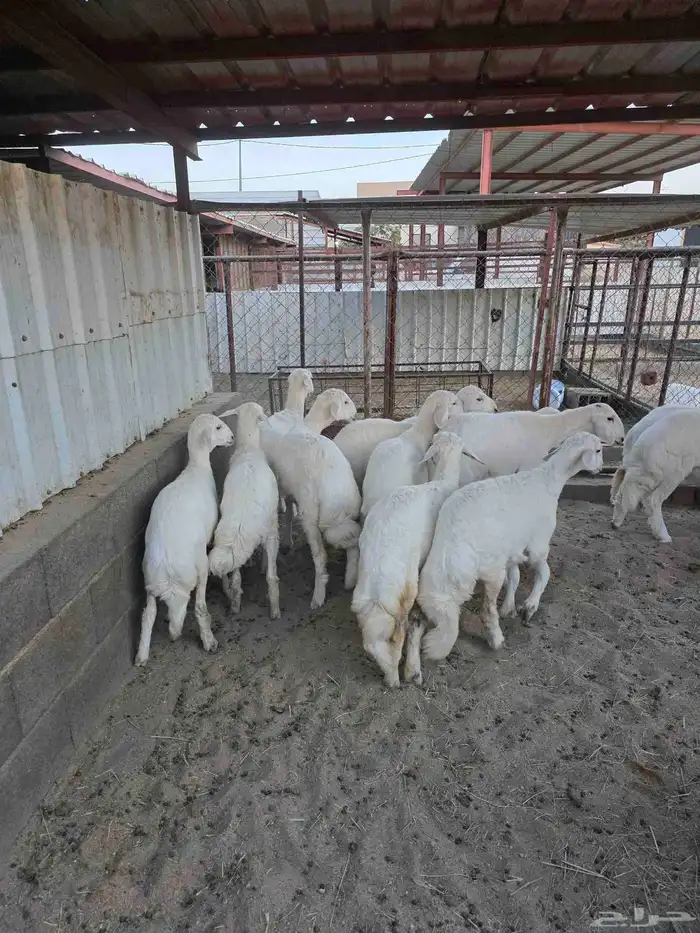 ذبايح مع الذبح والتوصيل 4