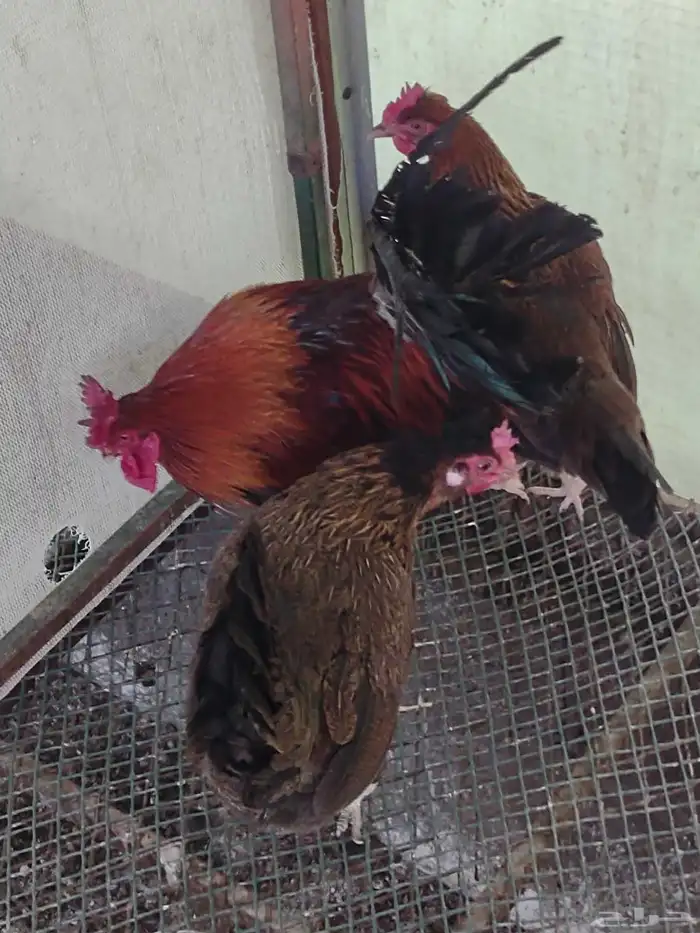 طقم بلدي ترثة فري عشاري 2