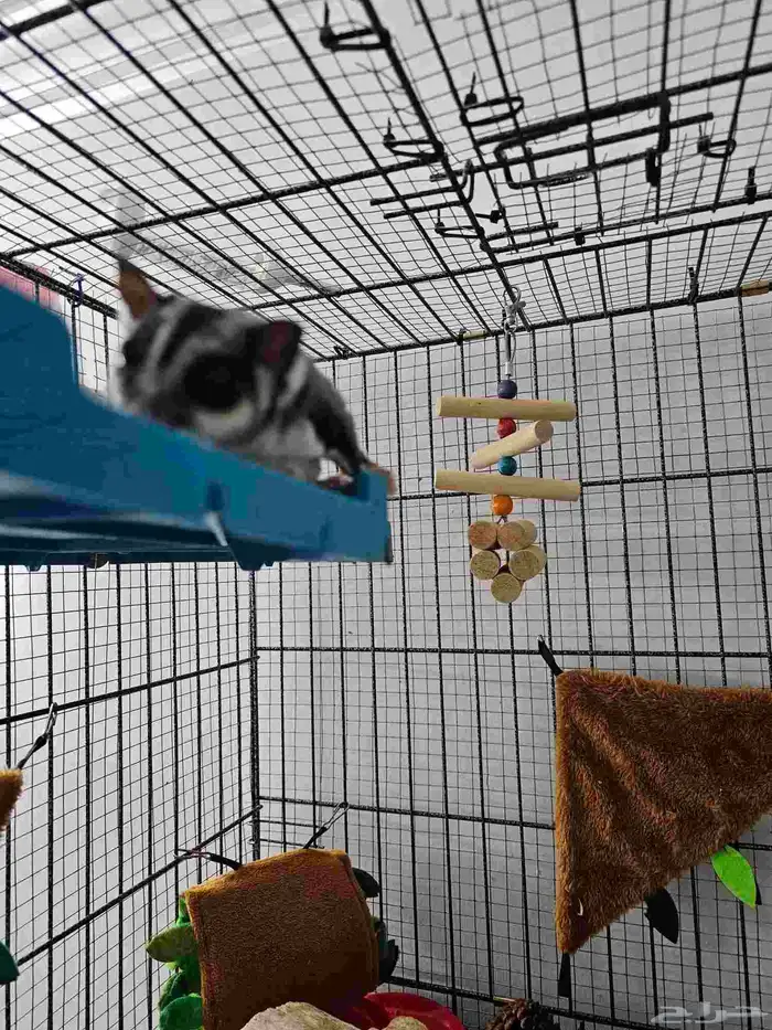 جوز سناجب منتجة 0