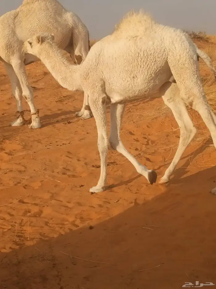 حشوان قصب عدد 2 للبيع 2