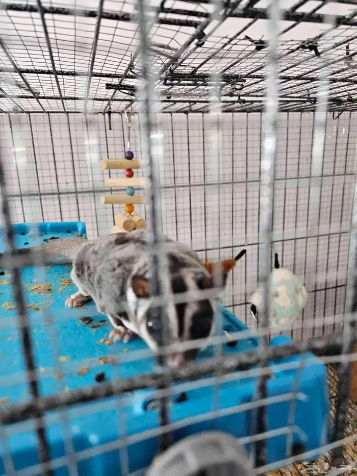 جوز سناجب منتجة 1