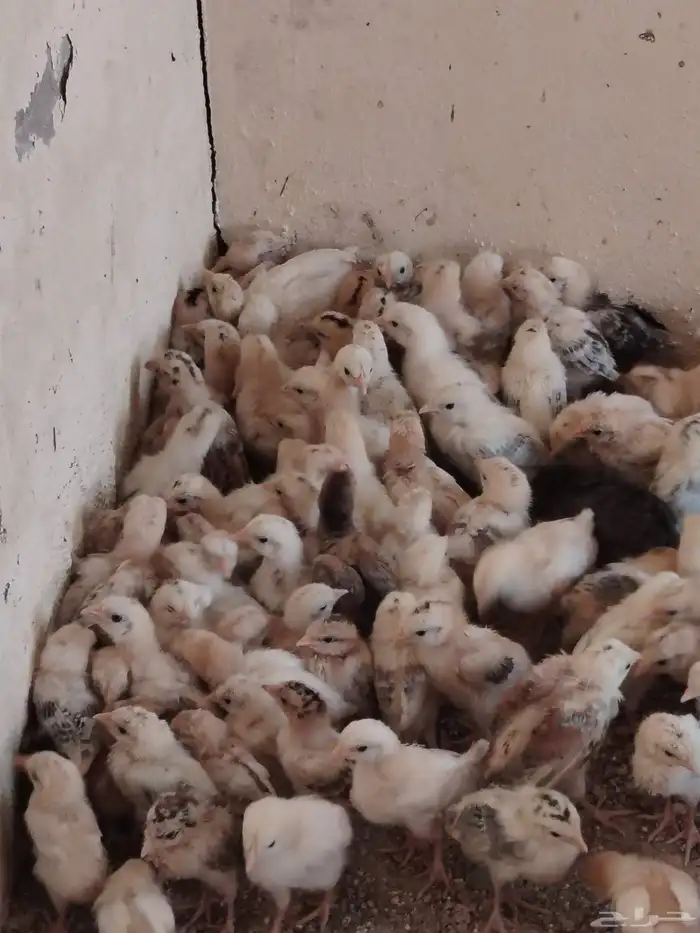 صوص بلدي مكه المكرمه 0