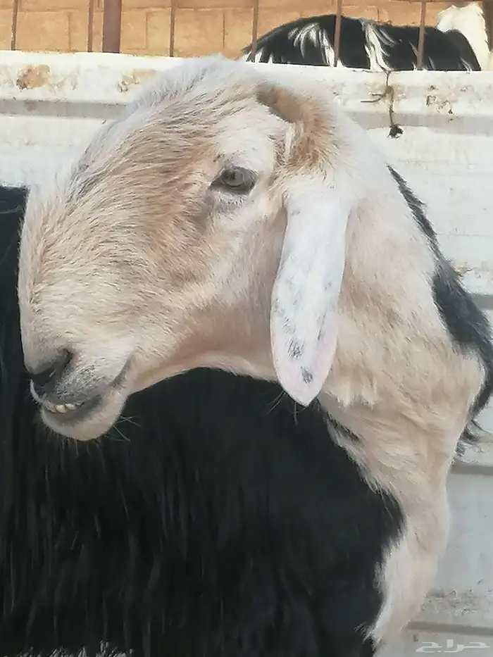 فحل نجدي صنف 5