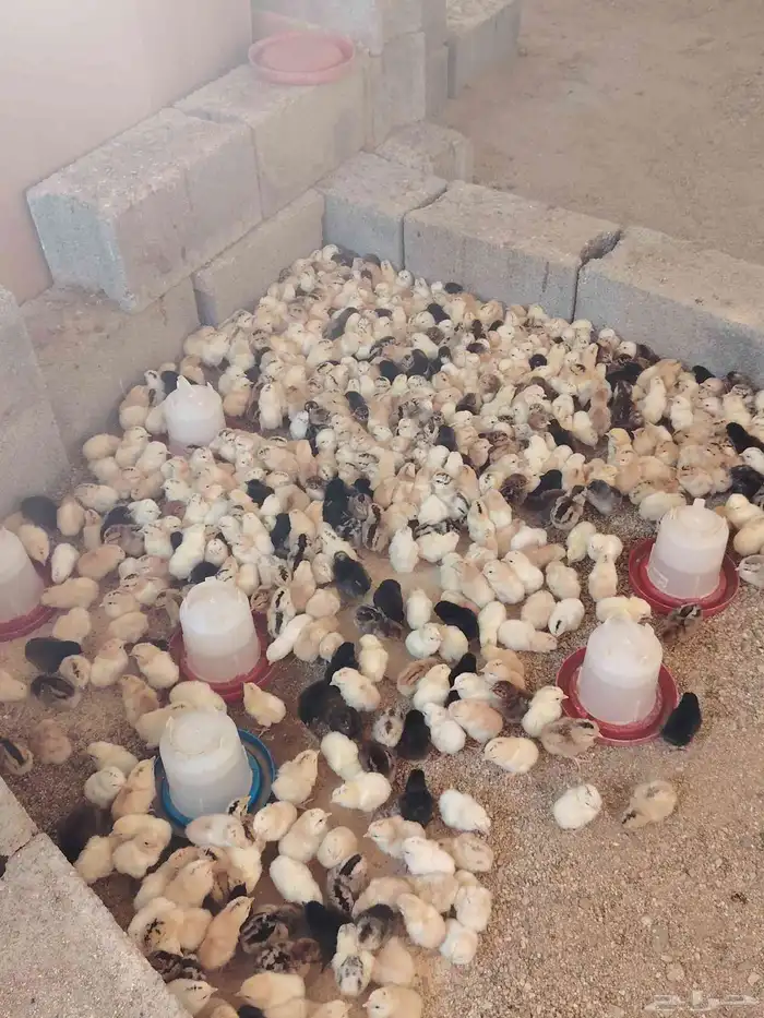 صوص بلدي مكه المكرمه 2