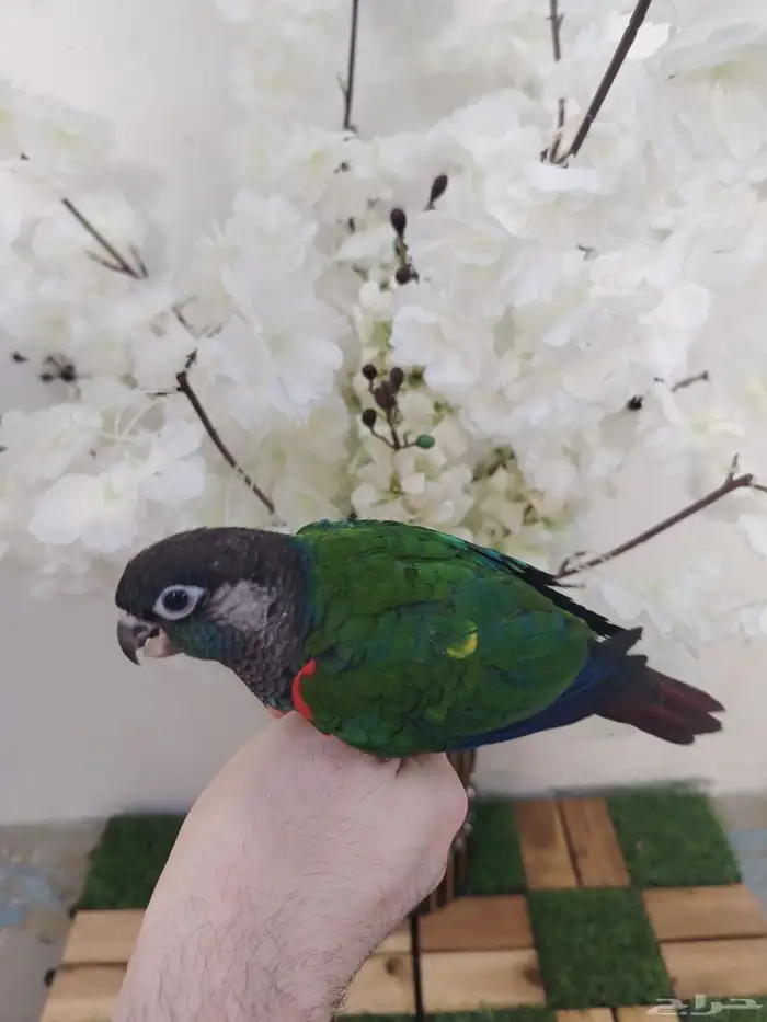 كنيور بيرلي هدد(( تم البيع)) 1