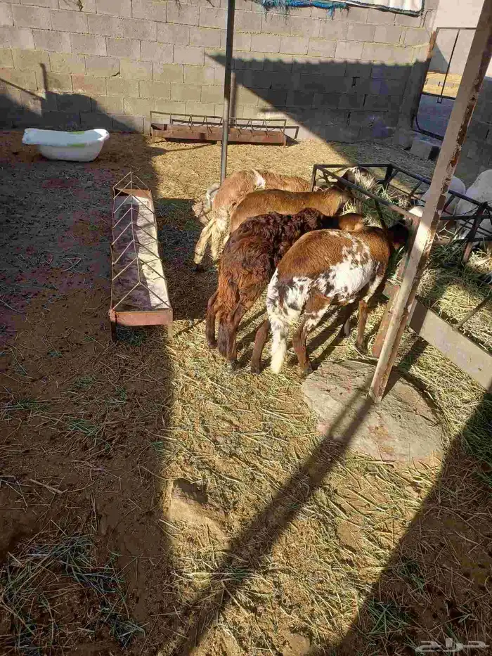 رخال سواكن للبيع 0