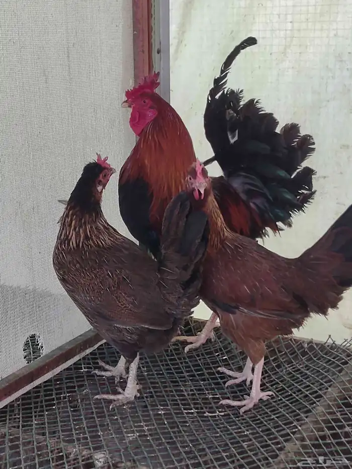 طقم بلدي ترثة فري عشاري 5