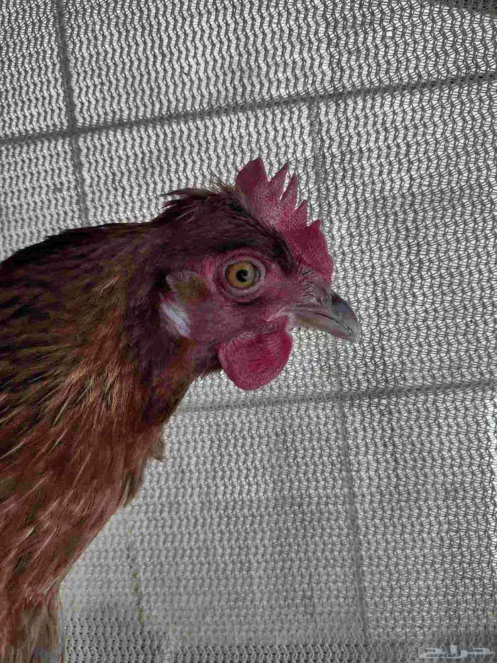 طقم بلدي ترثة فري عشاري 3