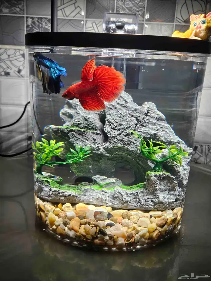 عرض الفايتر بكامل ملحقاته 3