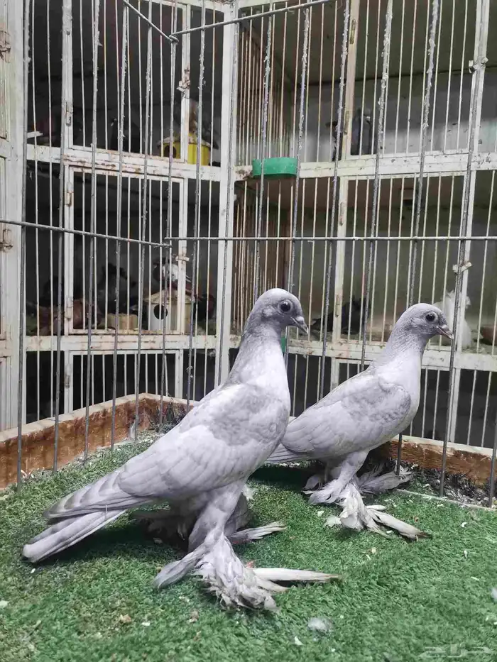 طبه فينا رديوس 0