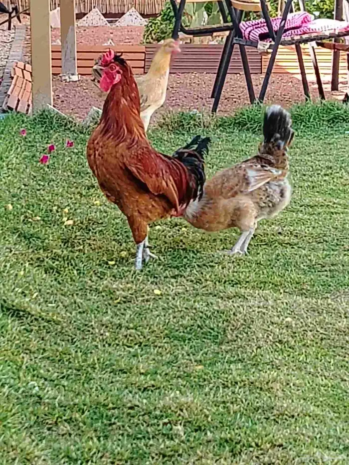 ديك ودجاجة للبيع 4