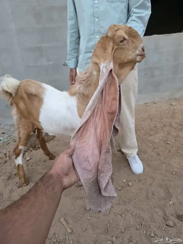 جفر حجازي خصم 0