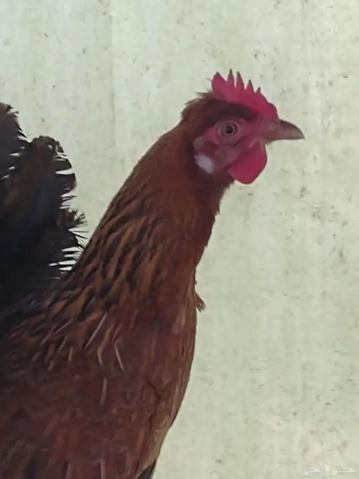 طقم بلدي ترثة فري عشاري 7