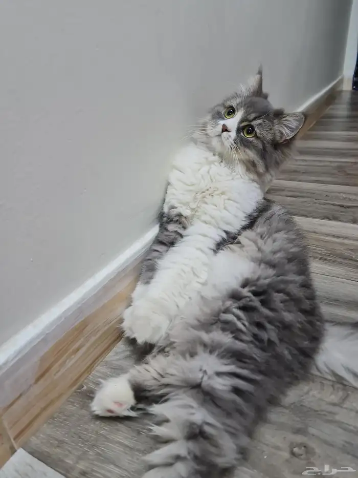 قط شيرازي للتبني 4