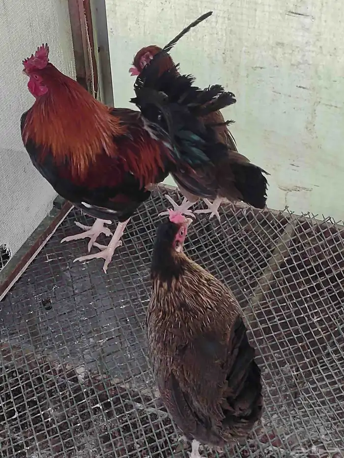 طقم بلدي ترثة فري عشاري 1