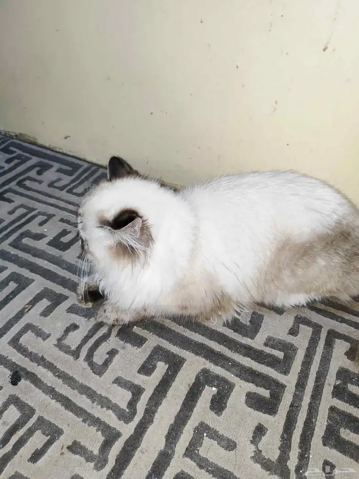 ققط للتبني نظيفه 2