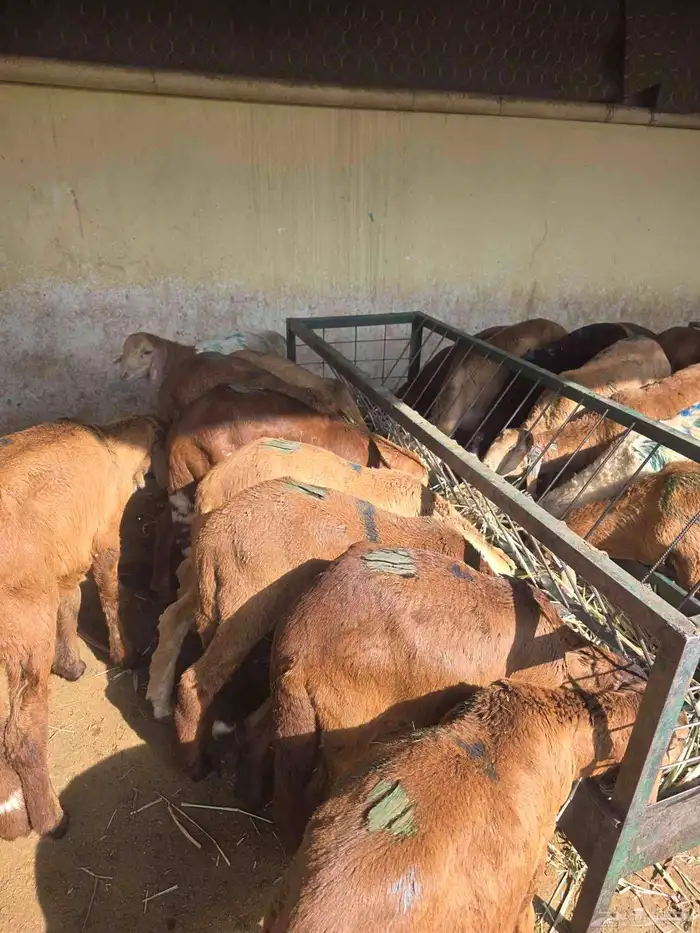 سواكني تربيه 1