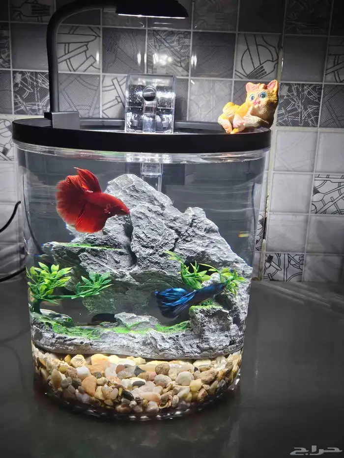 عرض الفايتر بكامل ملحقاته 2