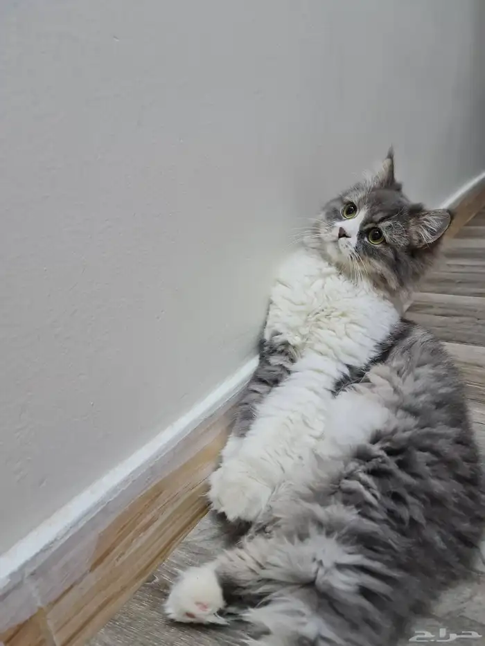 قط شيرازي للتبني 3