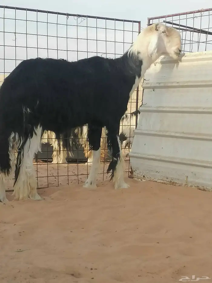 فحل نجدي صنف 3