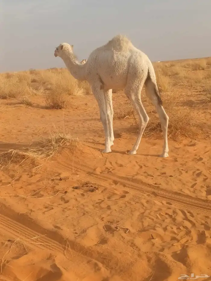 حشوان قصب عدد 2 للبيع 3