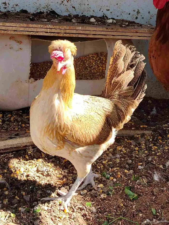 ديك ودجاجة للبيع 6