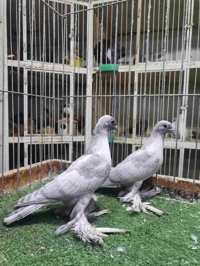 طبه فينا رديوس 1