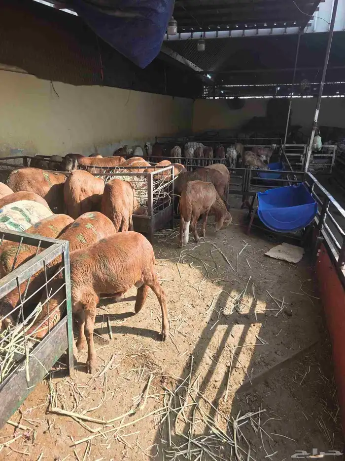 سواكني تربيه 2