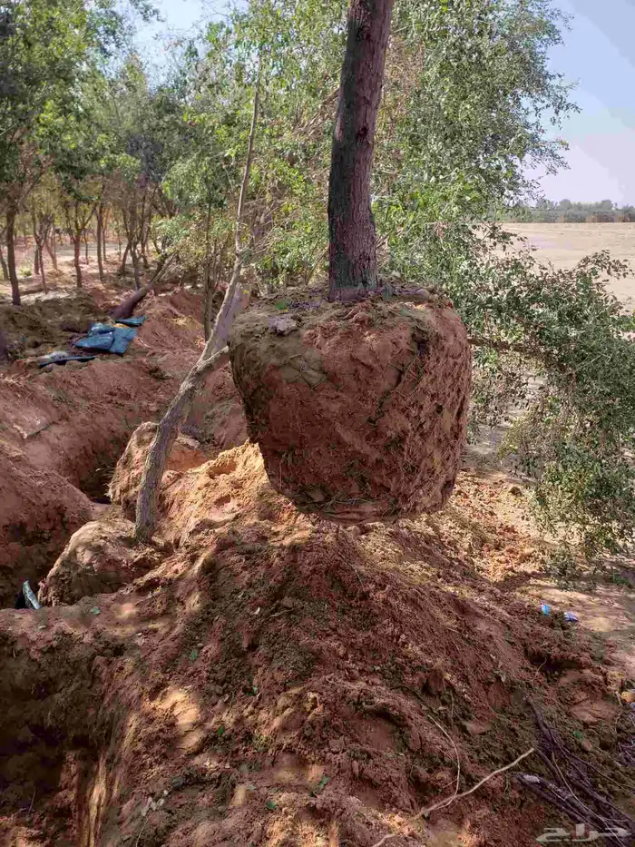 نقوم بقلع جميع انواع الاشجار وزراعتها 0