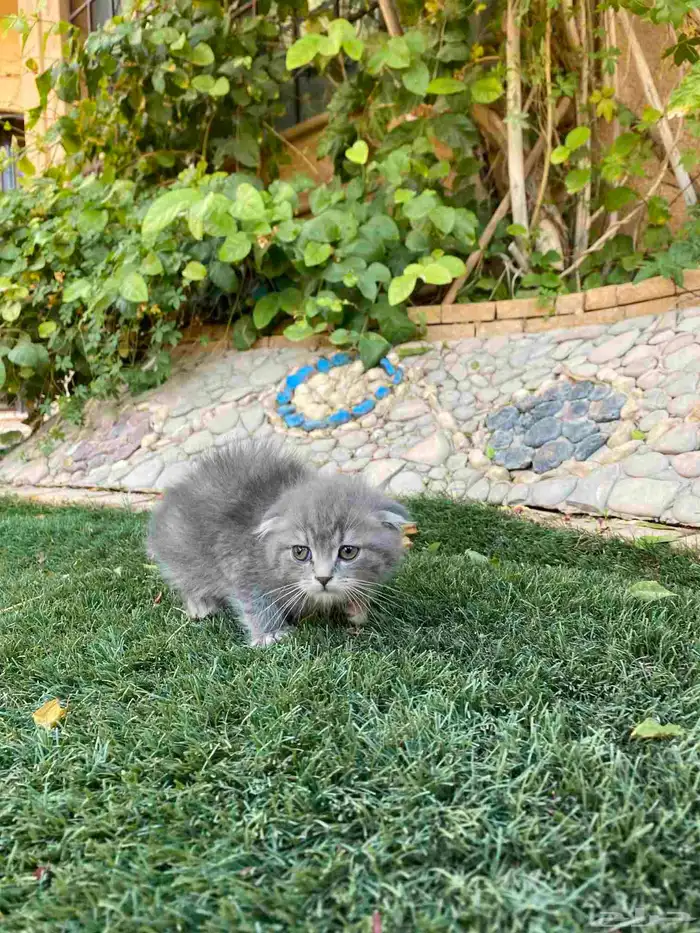 سكوتش فولد بيور مطعمين مدربين للبيع ولايوجد تبني 17