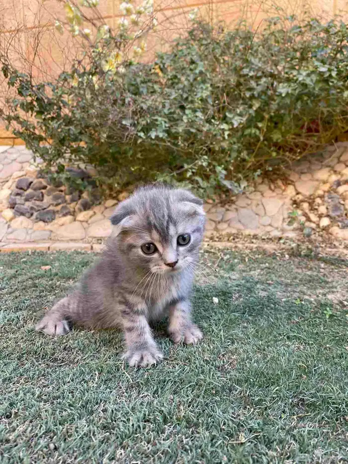 سكوتش فولد بيور مطعمين مدربين للبيع ولايوجد تبني 6