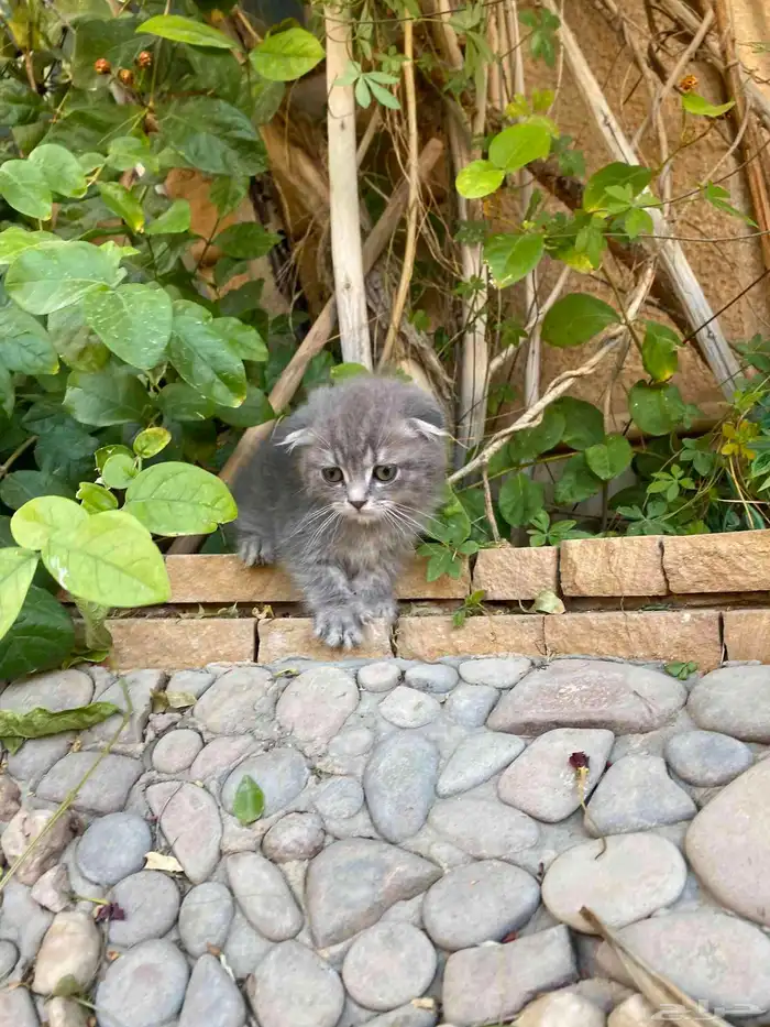 سكوتش فولد بيور مطعمين مدربين للبيع ولايوجد تبني 9