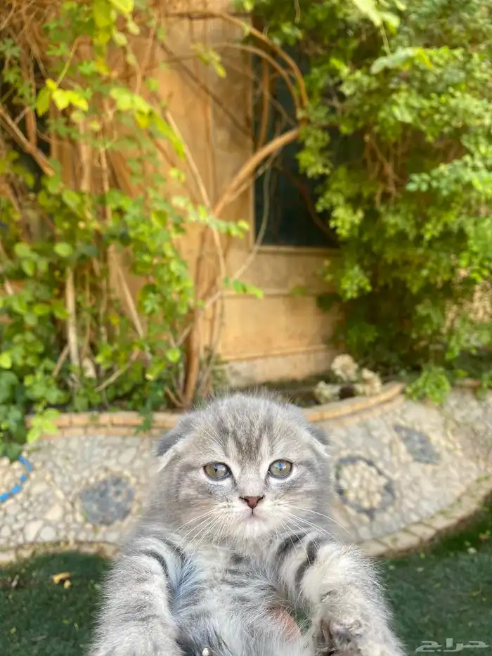 سكوتش فولد بيور مطعمين مدربين للبيع ولايوجد تبني 27