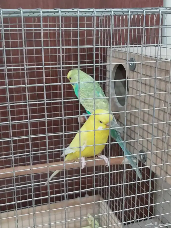 عصفور بادجي زواج 1