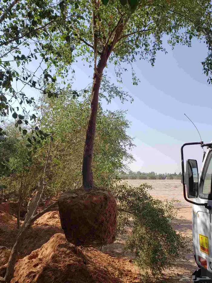 نقوم بقلع جميع انواع الاشجار وزراعتها 4