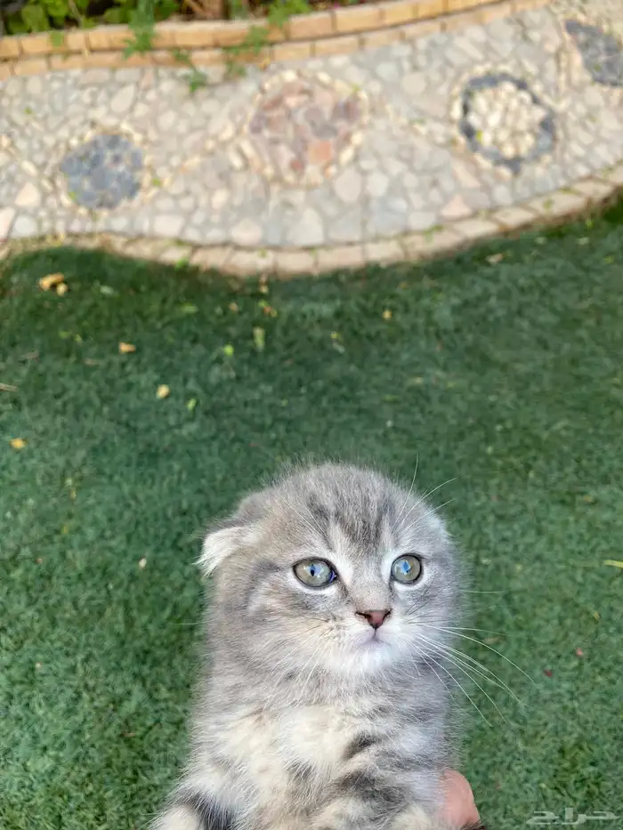 سكوتش فولد بيور مطعمين مدربين للبيع ولايوجد تبني 3