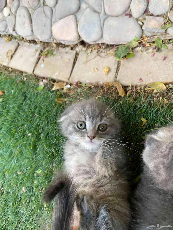 سكوتش فولد بيور مطعمين مدربين للبيع ولايوجد تبني 24