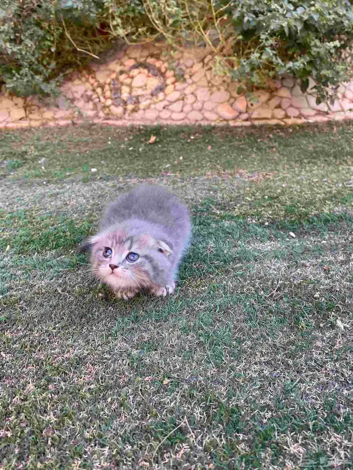 سكوتش فولد بيور مطعمين مدربين للبيع ولايوجد تبني 23