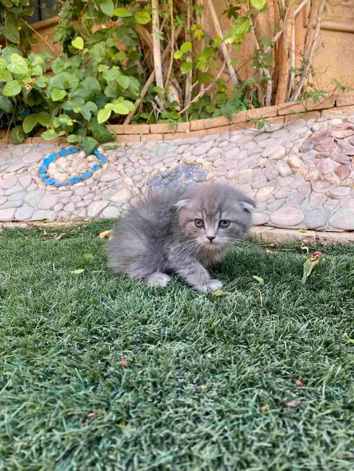 سكوتش فولد بيور مطعمين مدربين للبيع ولايوجد تبني 4