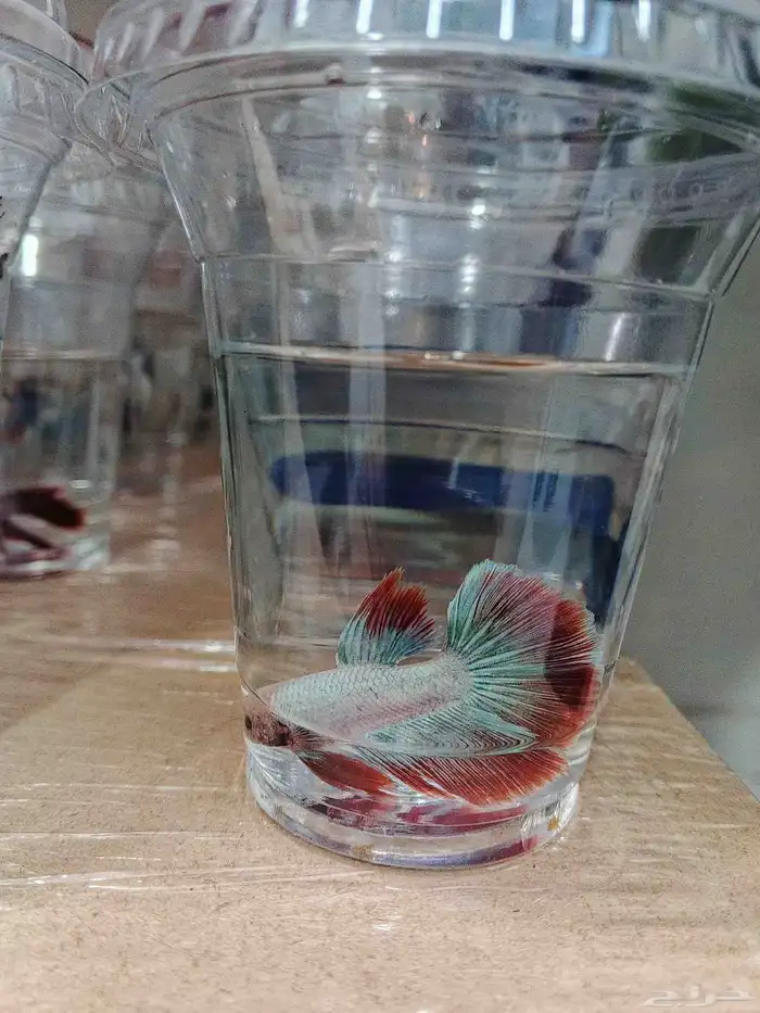 ذكور فايتر هاف مون بسعر 6 ريال فقط 7