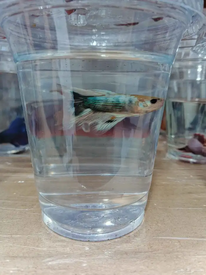 ذكور فايتر هاف مون بسعر 6 ريال فقط 4