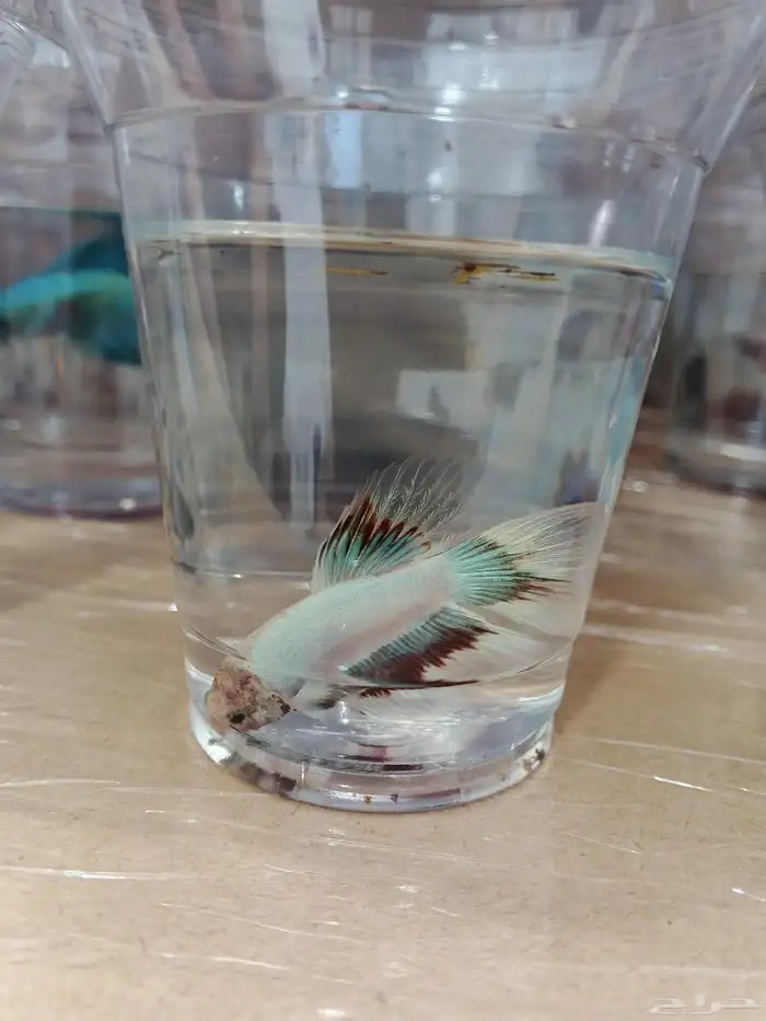 ذكور فايتر هاف مون بسعر 6 ريال فقط 3