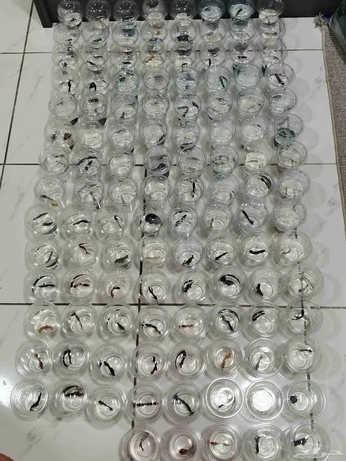 ذكور فايتر هاف مون بسعر 6 ريال فقط 9